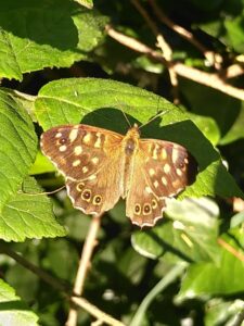 Photo of a brown speckled butterfly on a leaf.